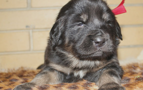 Щенок девочка тибетского мастифа