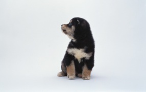 Puppy on a white background