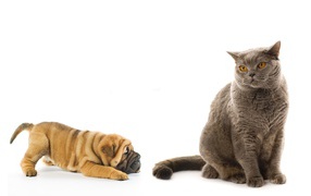 Puppy shar pei playing with cat
