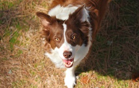 Red-haired border collie looking at the photographer