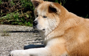 Грустная акита-ину