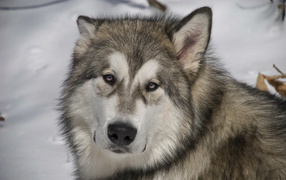 Грустный аляскинский маламут