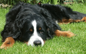 Sad Bernese Mountain Dog on the grass