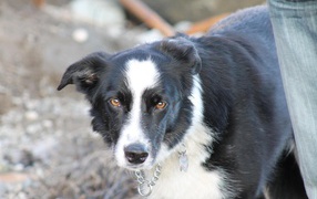Sad Border Collie looking at the photographer