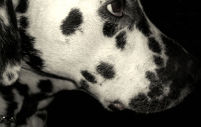 Sad Dalmatian on black background