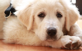 Грустная большая пиренейская собака лежит на полу