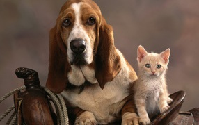 Sad basset hound and kitten