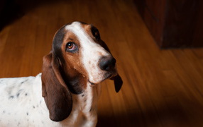 Sad basset hound looking at the photographer