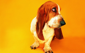 Sad basset hound on an orange background