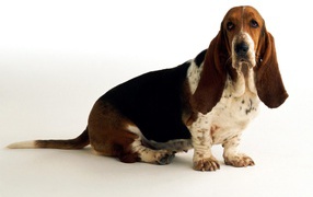 Sad basset hound on white background