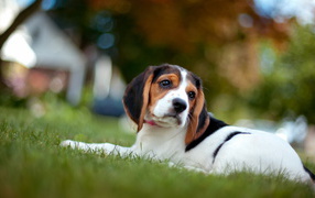 Sad beagle dog lying on the grass