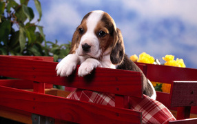 Sad beagle puppy in a red wheelbarrow