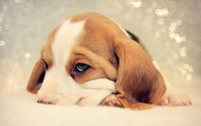 Грустный щенок бигль уткнулся носом в кровать