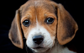 Sad beagle puppy on a black background