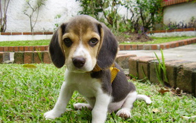 Sad beagle puppy on lawn