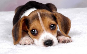 Sad beagle puppy waiting for mom