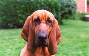 Sad bloodhound on a background of bushes