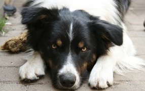 Грустная бордер-колли лежит на тротуаре