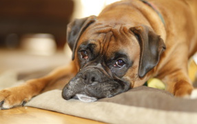 Sad boxer lying in its place