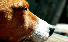 Sad dog breed Basenji