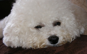 Грустная собака породы бишон-фриз