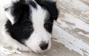 Sad puppy Border Collie