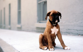 Sad puppy boxer sitting on the sidewalk