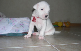 Грустный щенок аргентинского дога