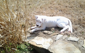 Грустный молодой аргентинский дог