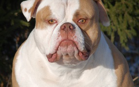 Серьёзный американский бульдог