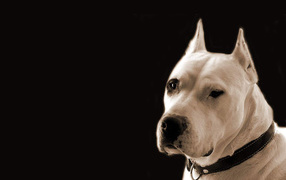 Serious Dogo Argentino on a black background