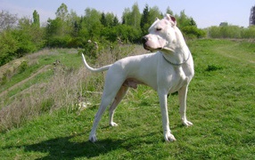Serious Dogo Argentino on a hill