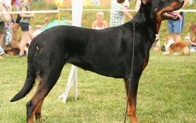 Серьёзный красивый босерон на собачьей выставке