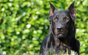 Serious beautiful Beauceron on the background of foliage