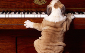 Shar Pei puppy is playing on the piano