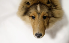 Собака породы шелти крупным планом