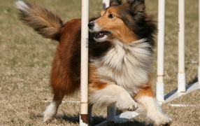 Sheltie breed dog executes commands