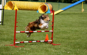Sheltie breed dog executes the command barrier