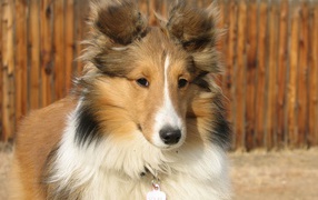 Sheltie breed dog named Soleil