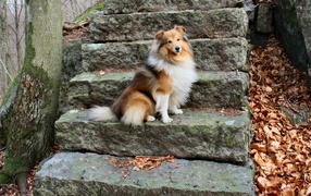 Sheltie breed dog posing on the stairs