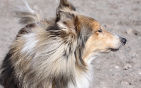 Собака породы шелти что-то увидела