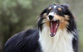 Sheltie breed dog yawns
