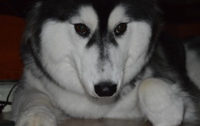 Застенчивый аляскинский маламут