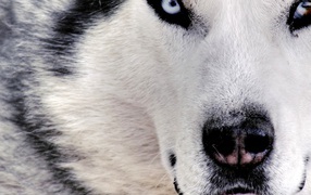 Сибирский хаски крупным планом