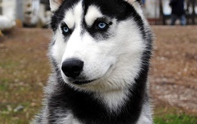 Сибирский хаски во дворе