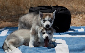 Siberian Husky is protecting his own sister