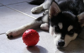 Siberian Husky with the red ball
