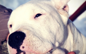 Сонный аргентинский дог