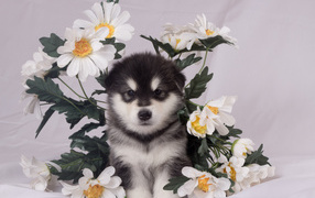 Маленький аляскинский маламут в цветах