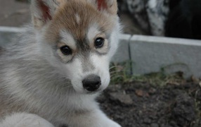 Маленький аляскинский маламут смотрит на фотографа